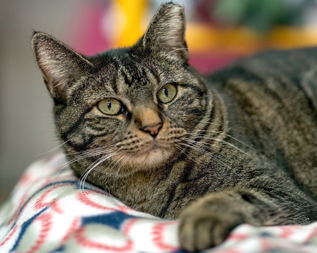 Enlarge Raisin Bran, a Adoptable Domestic Short Hair in St. George, UT image 10/12