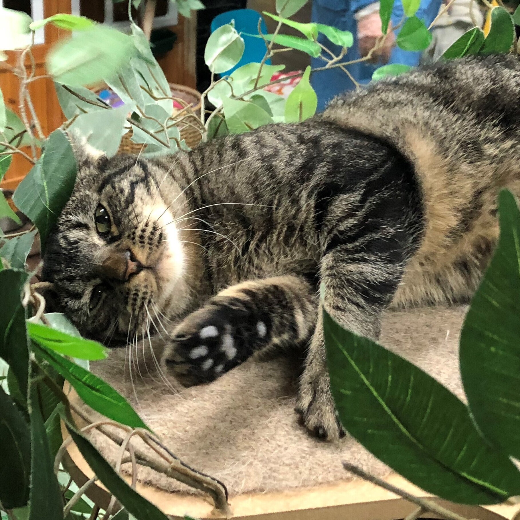 Enlarge Raisin Bran, a Adoptable Domestic Short Hair in St. George, UT image 8/12