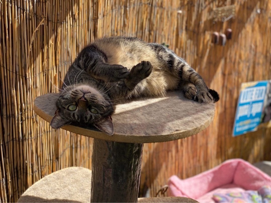 Enlarge Raisin Bran, a Adoptable Domestic Short Hair in St. George, UT image 9/12