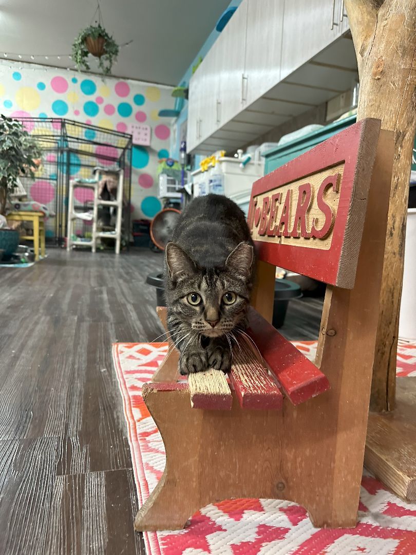 Enlarge Raisin Bran, a Adoptable Domestic Short Hair in St. George, UT image 11/12