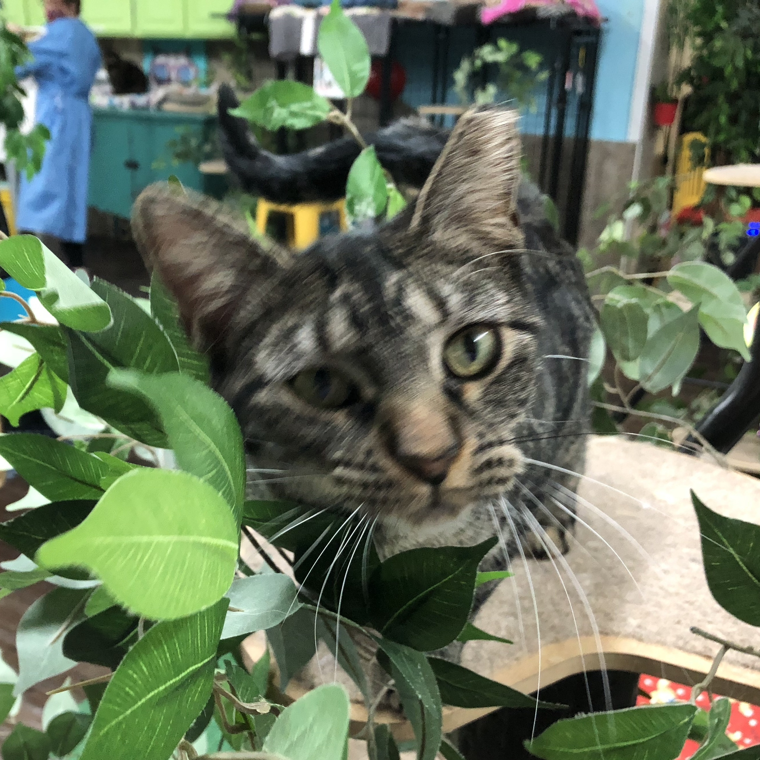 Enlarge Raisin Bran, a Adoptable Domestic Short Hair in St. George, UT image 12/12