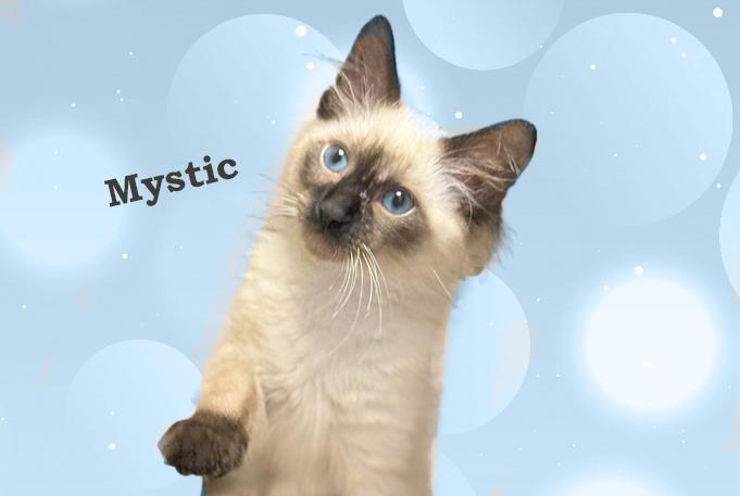Balinese Cat Breeder: Expert Tips to Find Your Perfect Pet