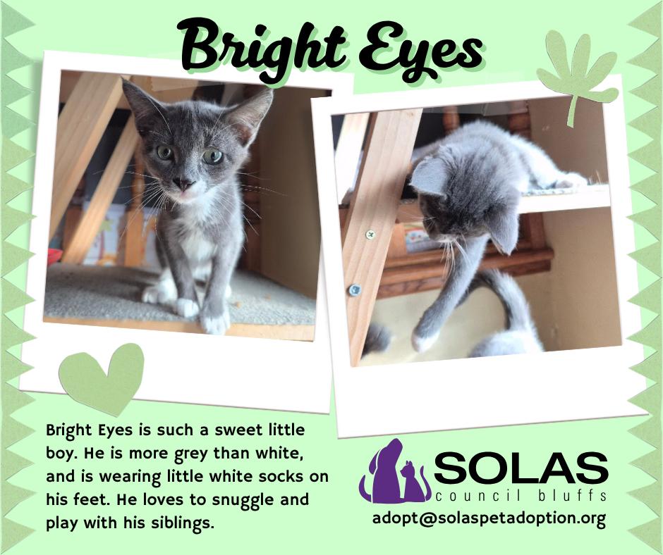 Bright Eyes  --  (dd), Adoptable, Kitten Male Domestic Short Hair.