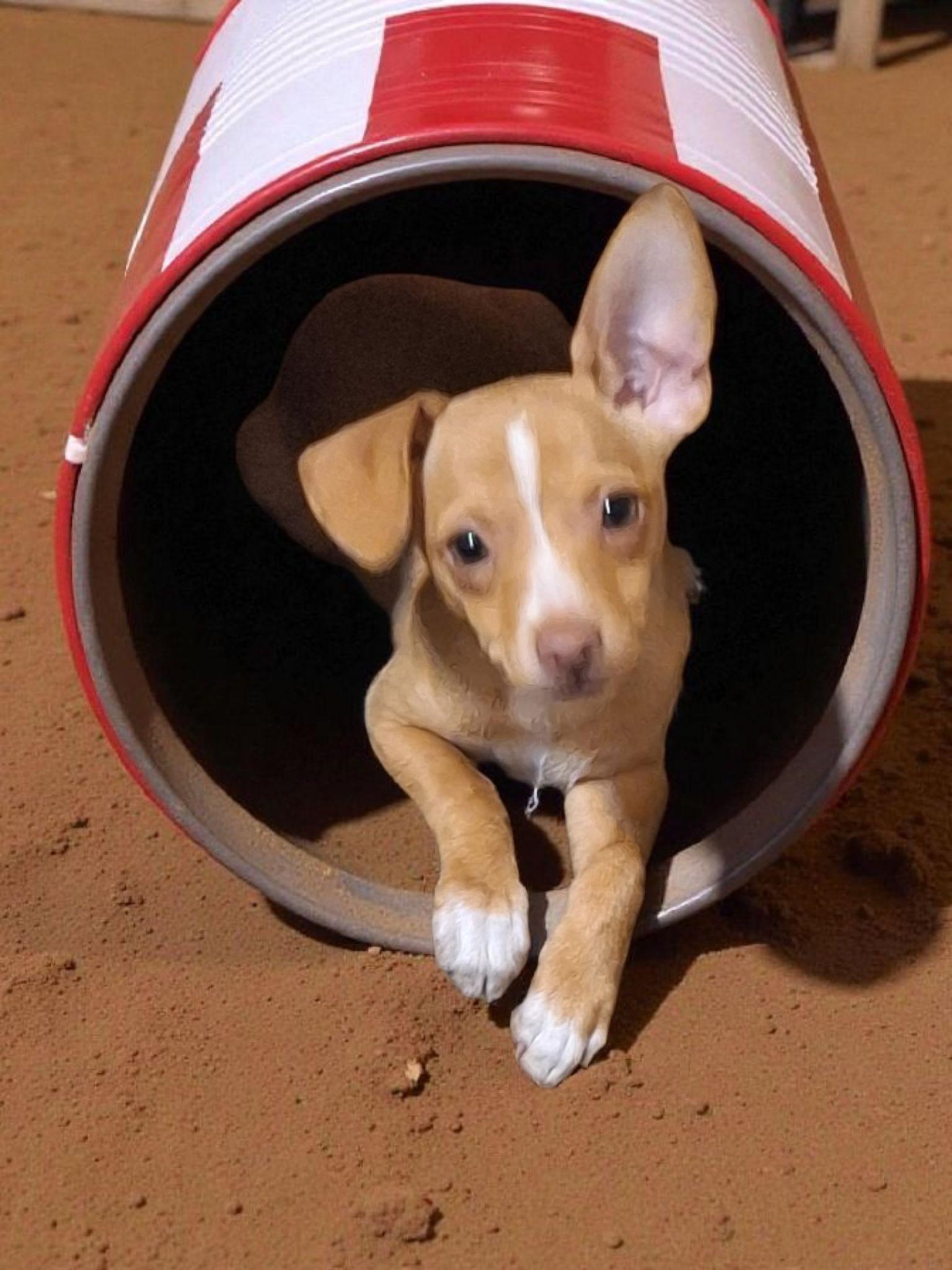 Enlarge Matilda, a Adopted mixed breed in Pipe Creek, TX image 1/3