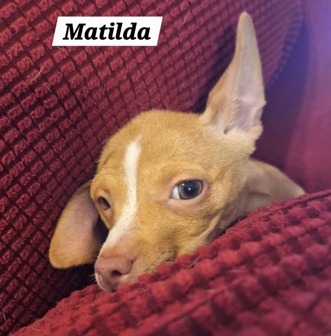 Enlarge Matilda, a Adopted mixed breed in Pipe Creek, TX image 2/3
