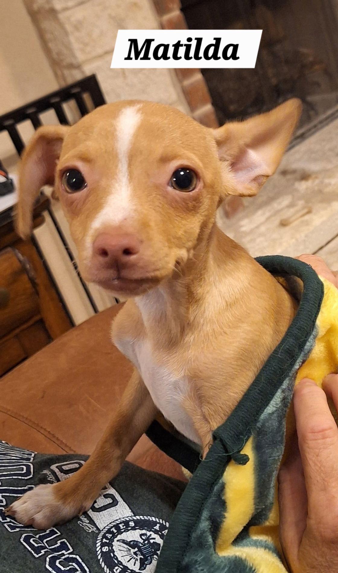 Enlarge Matilda, a Adopted mixed breed in Pipe Creek, TX image 3/3