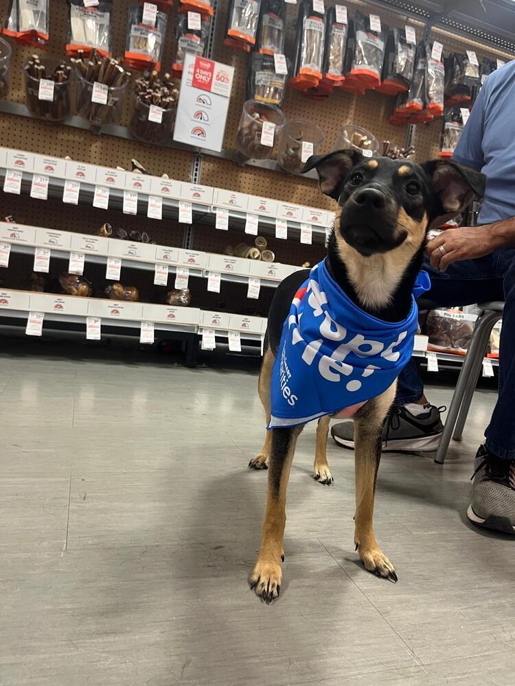 Paula, Adoptable, Young Female Pit Bull Terrier.