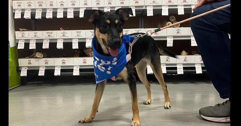 Enlarge Paula, a Adoptable mixed breed in Naranjito, PR image 2/2