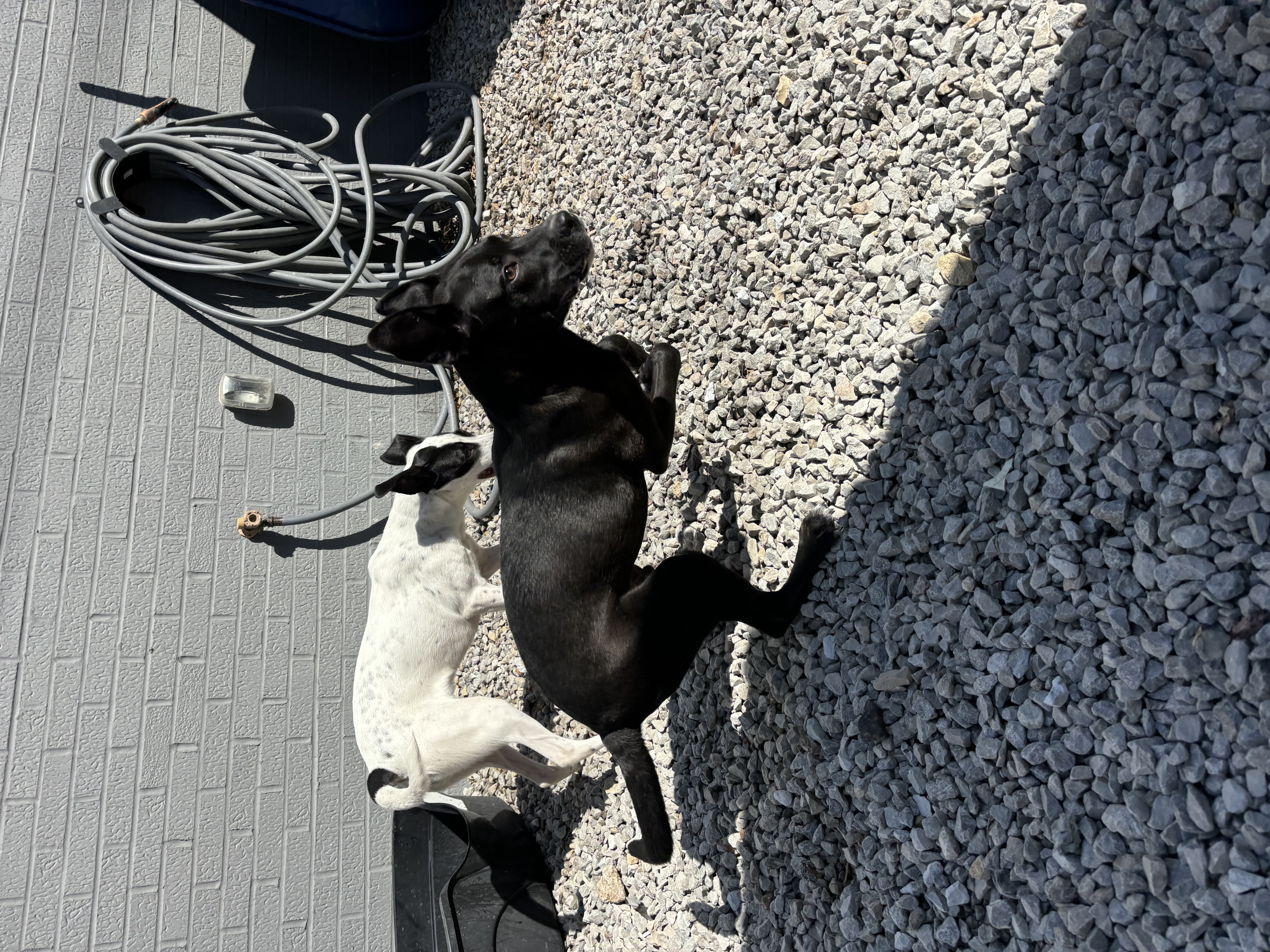 Ollie *ADOPTION SPECIAL*, a Adoptable mixed breed in St. Louis, MO image 5/6