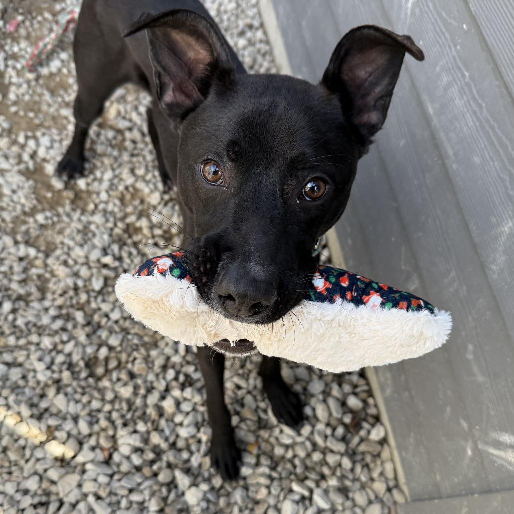 Ollie *ADOPTION SPECIAL*, a Adoptable mixed breed in St. Louis, MO image 1/6