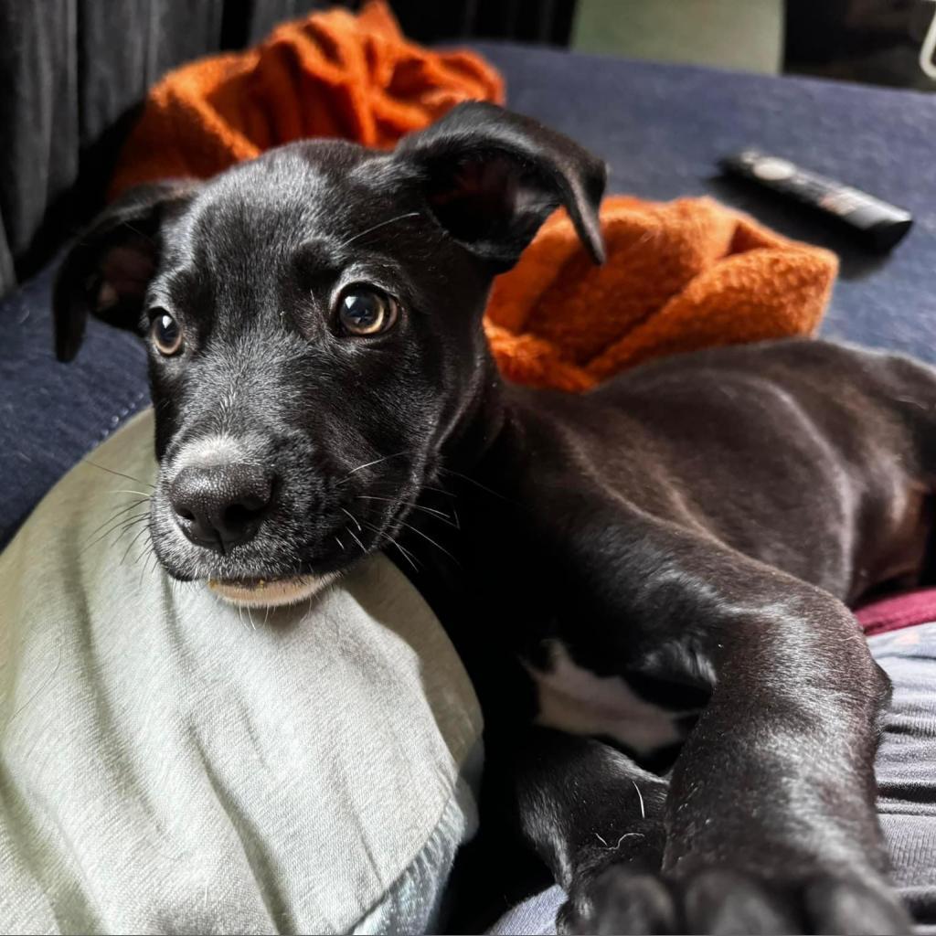 Ollie *ADOPTION SPECIAL*, a Adoptable mixed breed in St. Louis, MO image 6/6