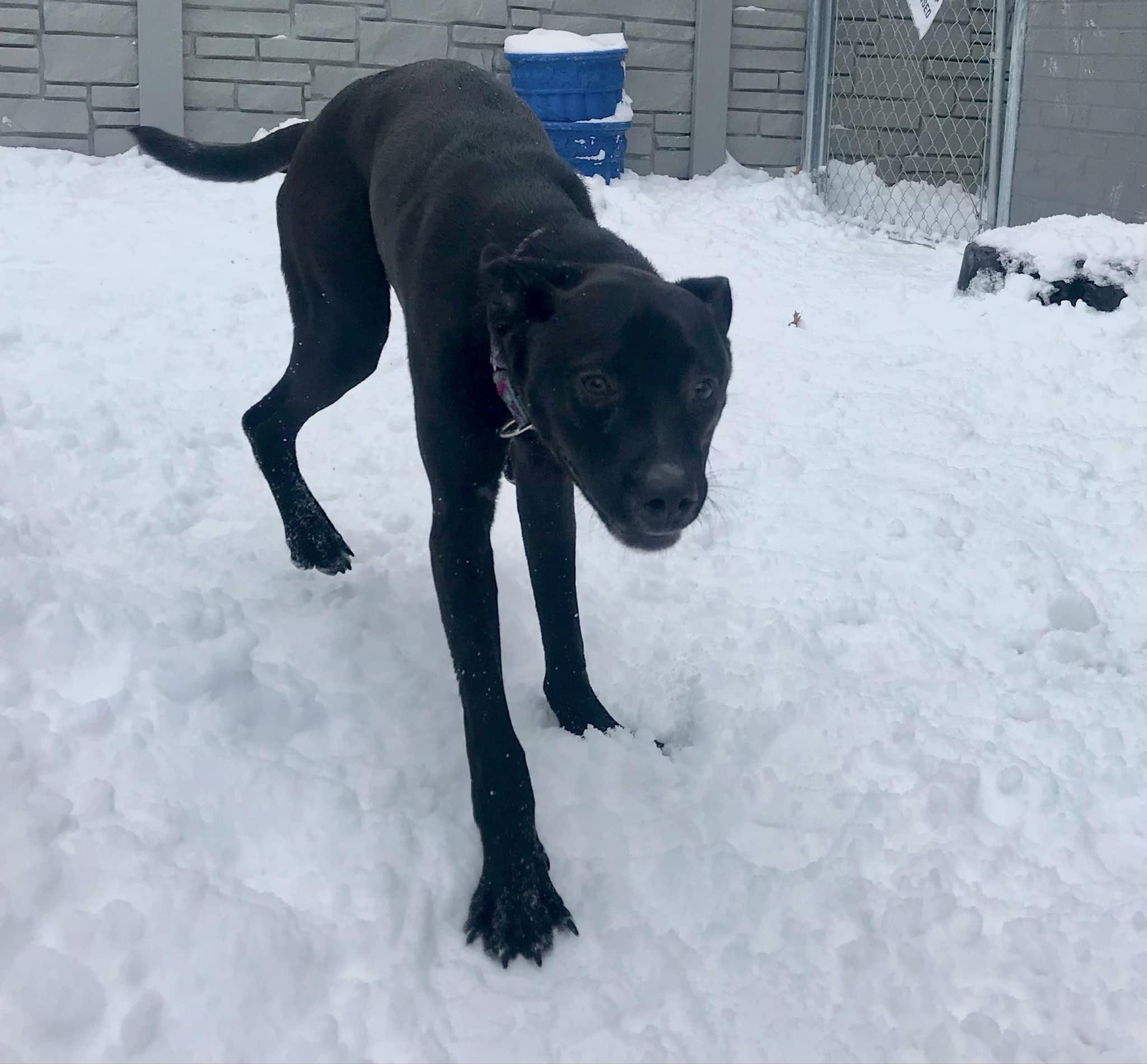 Ollie *ADOPTION SPECIAL*, a Adoptable mixed breed in St. Louis, MO image 3/6