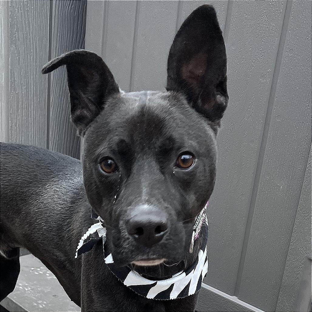 Ollie *ADOPTION SPECIAL*, Adoptable, Puppy Male Pit Bull Terrier & Mixed Breed.