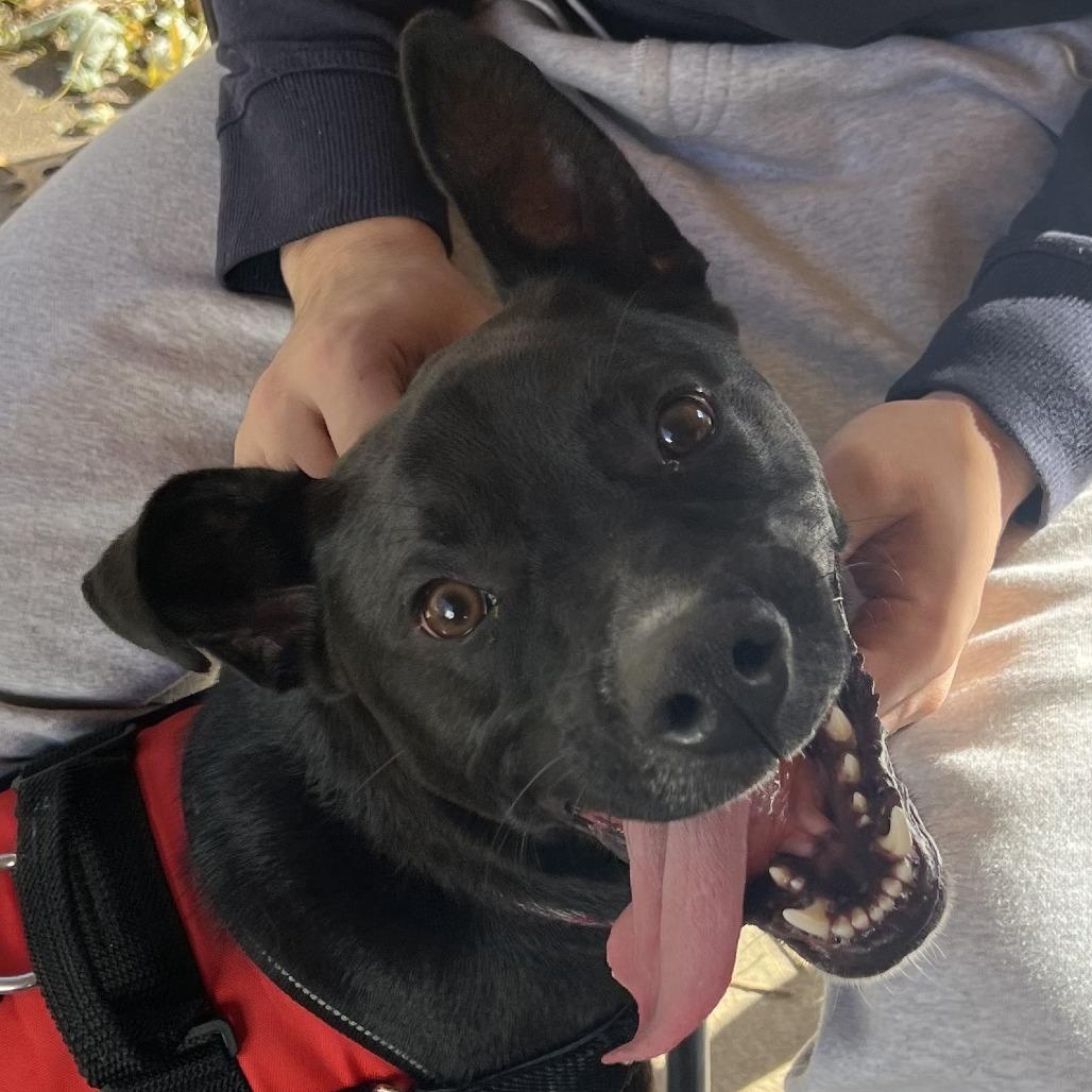 Enlarge Ollie *ADOPTION SPECIAL*, a Adoptable mixed breed in St. Louis, MO image 2/6