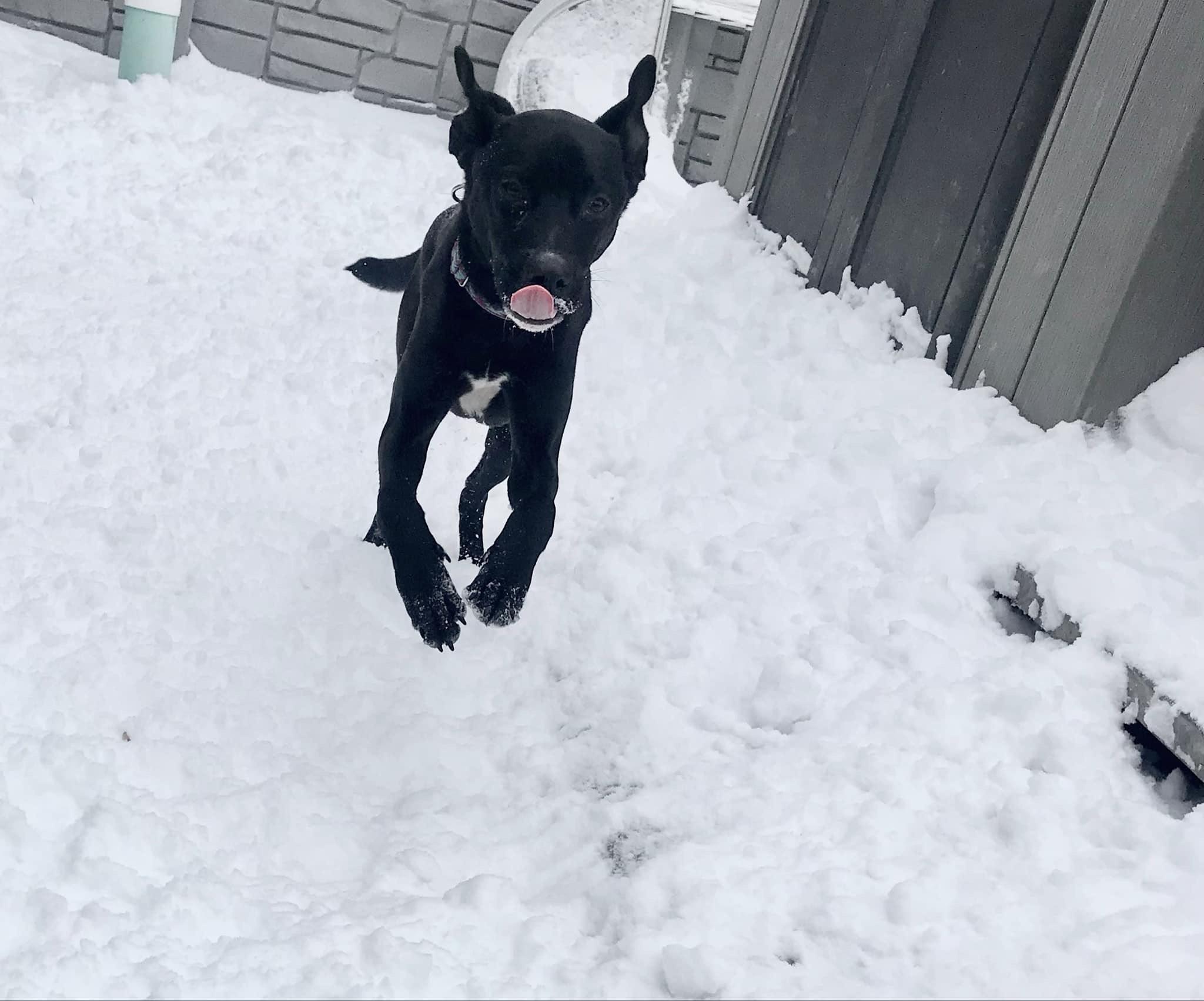 Ollie *ADOPTION SPECIAL*, a Adoptable mixed breed in St. Louis, MO image 2/6