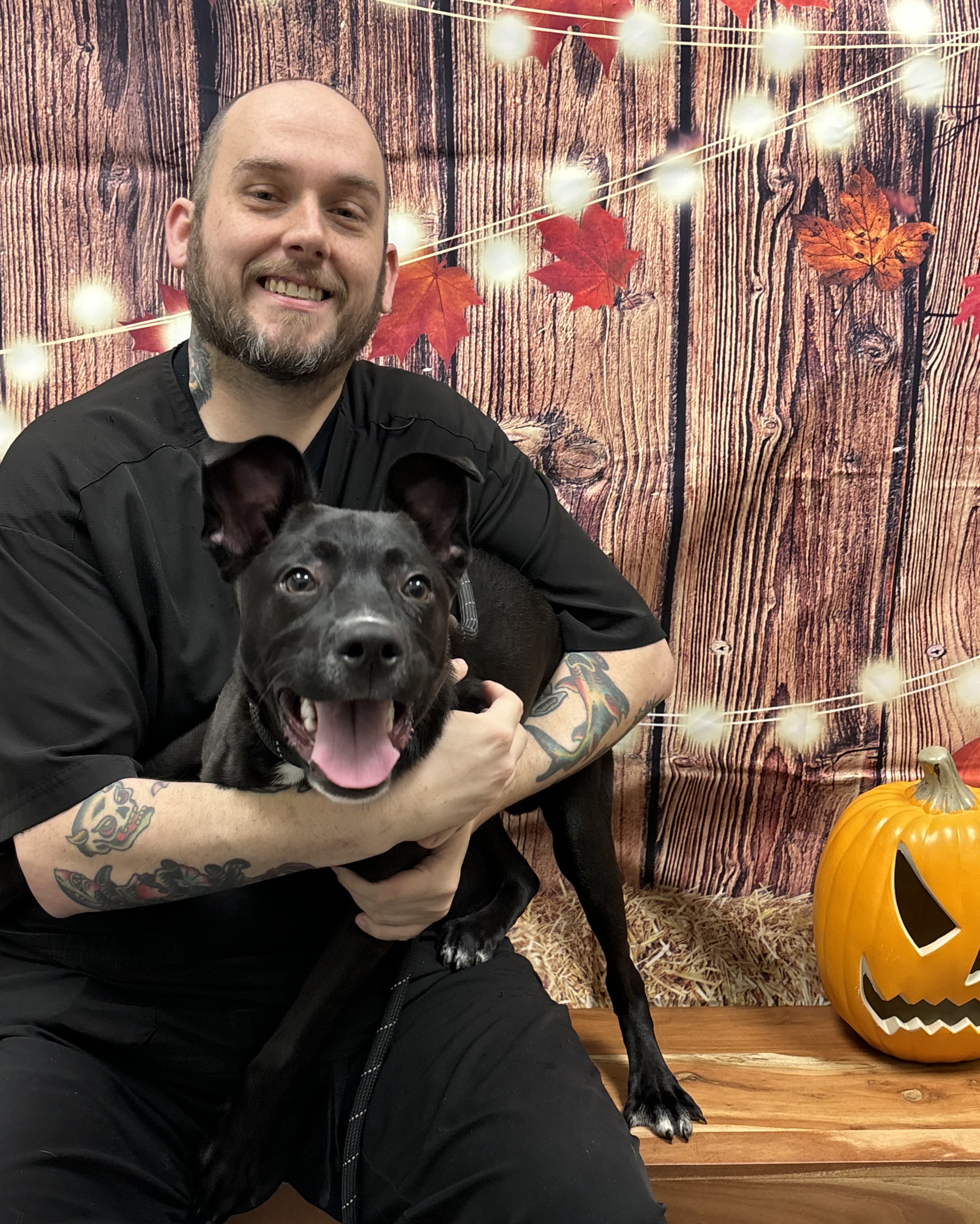 Ollie *ADOPTION SPECIAL*, a Adoptable mixed breed in St. Louis, MO image 4/6