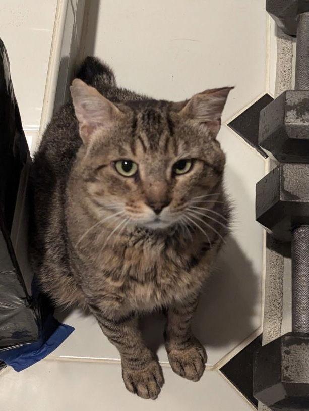 Jethro*, Adoptable, Young Male Domestic Short Hair.