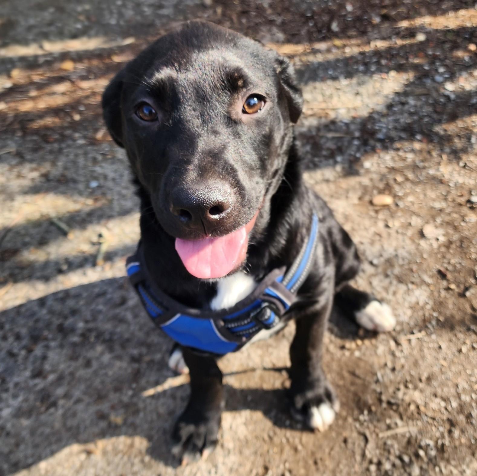 Enlarge Han, an adopted mixed breed in Albany, NY image 2/2