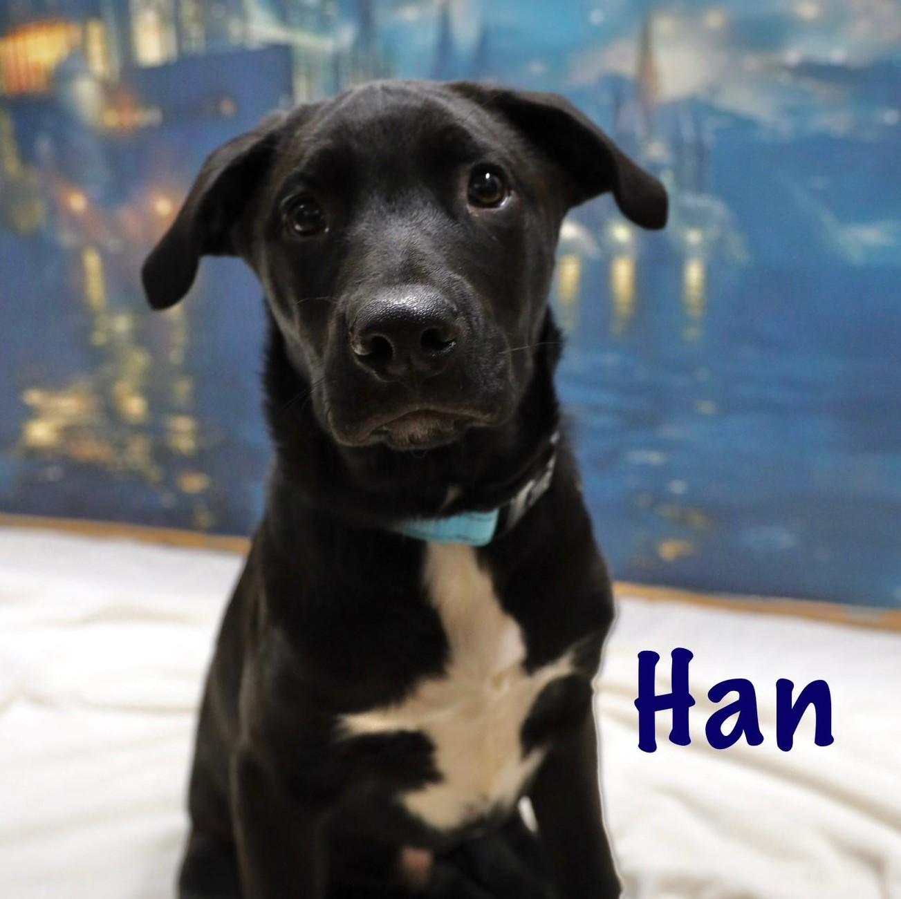 Enlarge Han, an adopted mixed breed in Albany, NY image 1/2