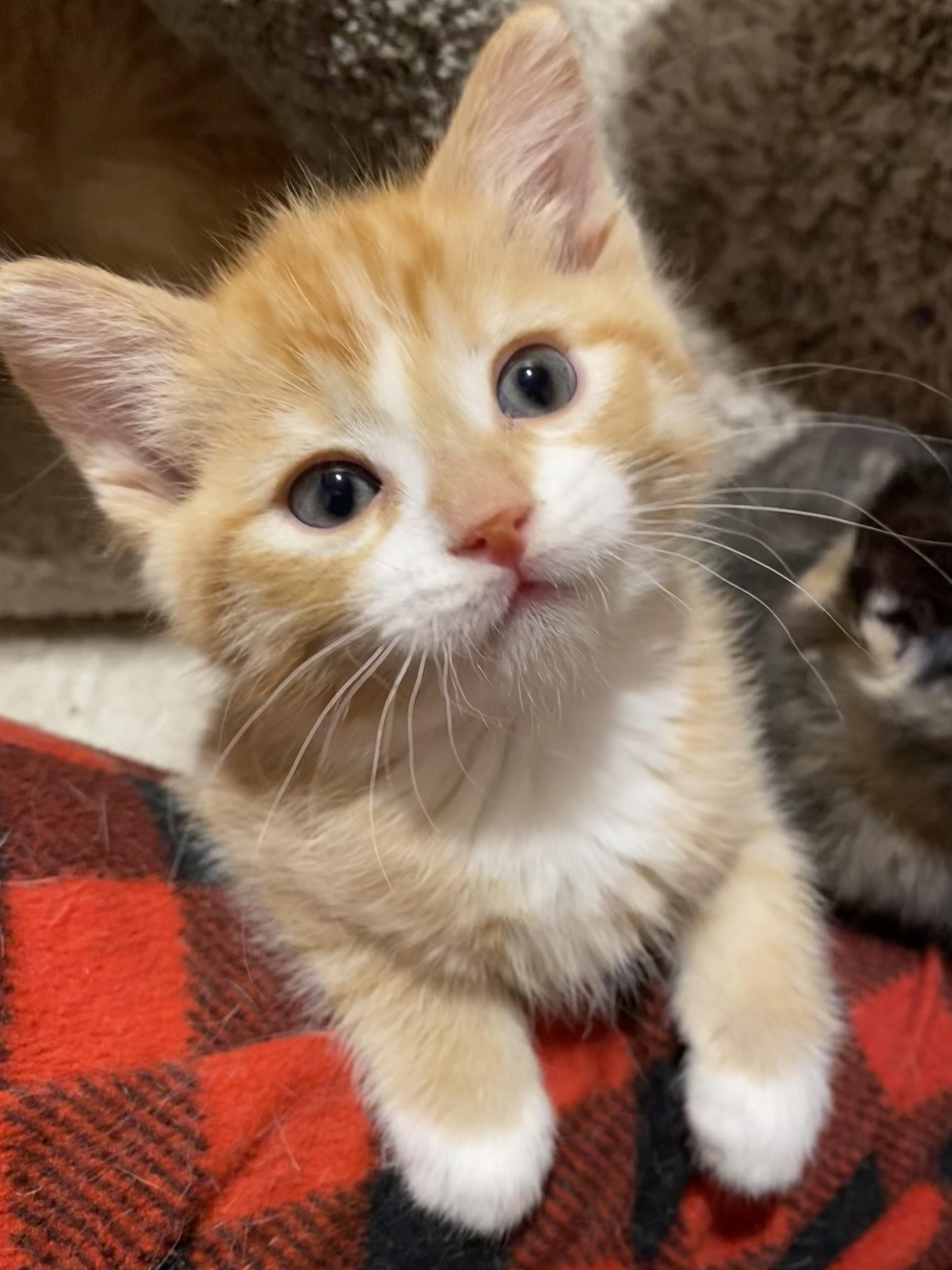 Enlarge Butternut, a ADOPTABLE mixed breed in Kenosha , WI image 1/6