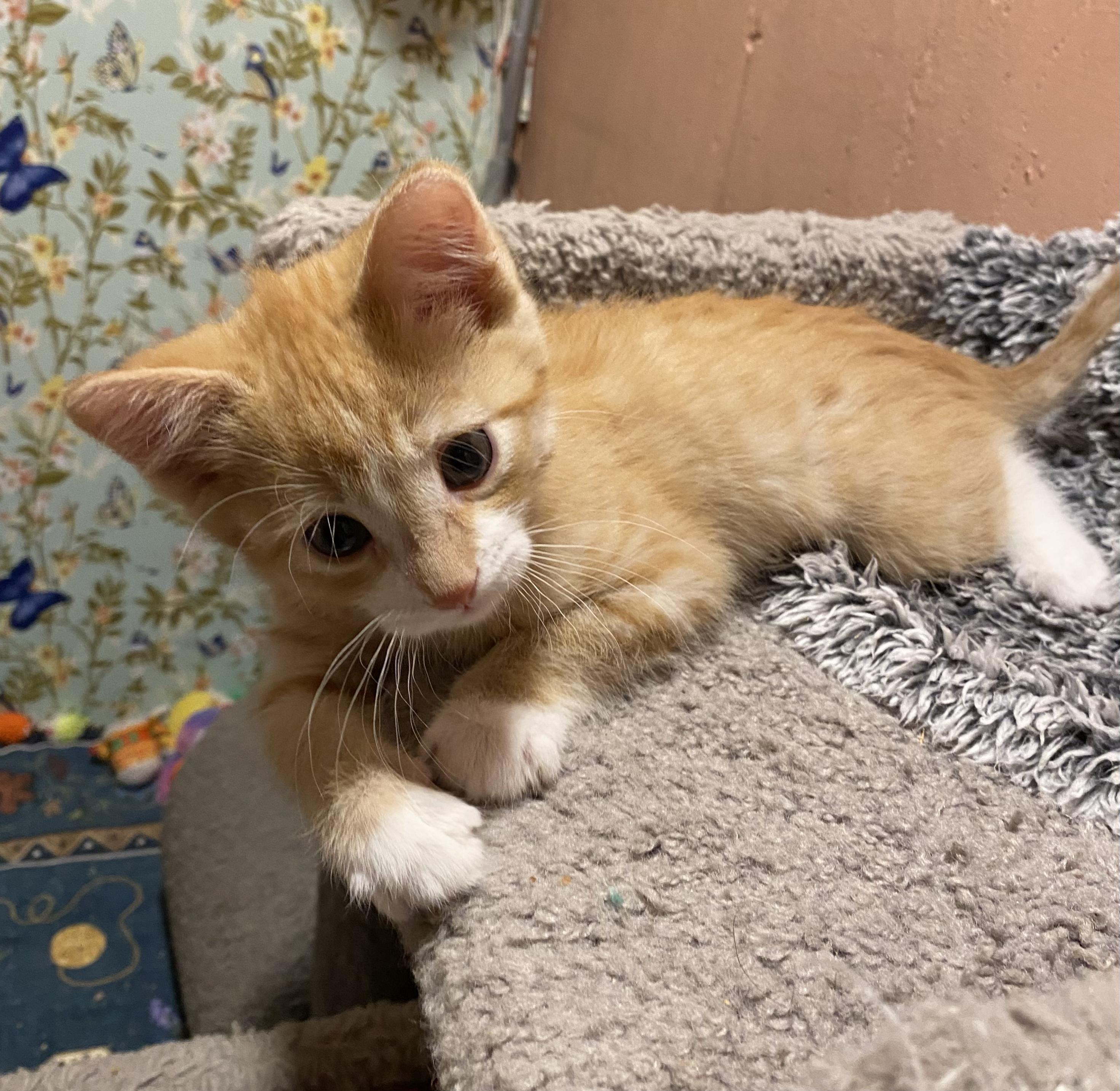 Enlarge Butternut, a ADOPTABLE mixed breed in Kenosha , WI image 4/6