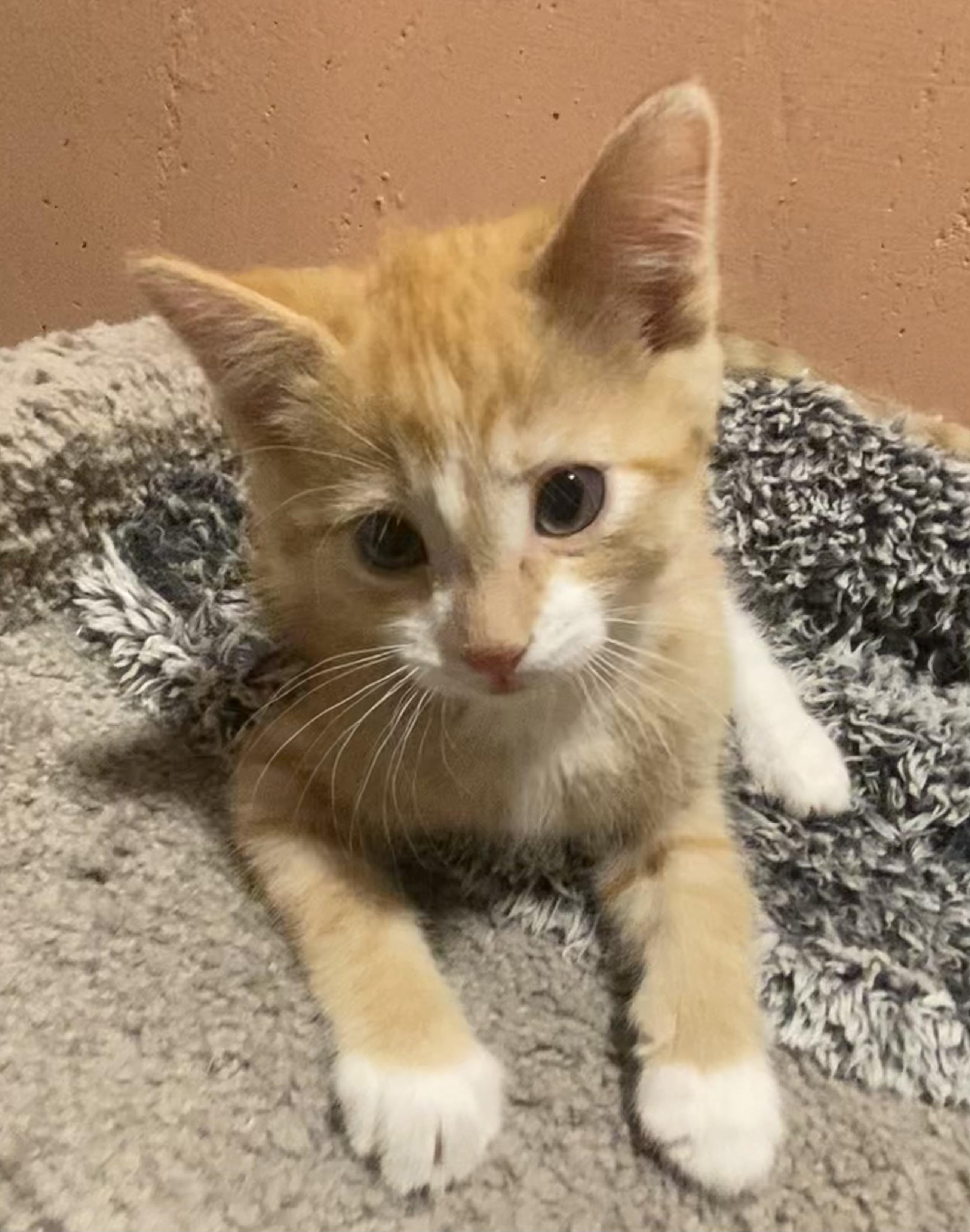 Enlarge Butternut, a ADOPTABLE mixed breed in Kenosha , WI image 2/6