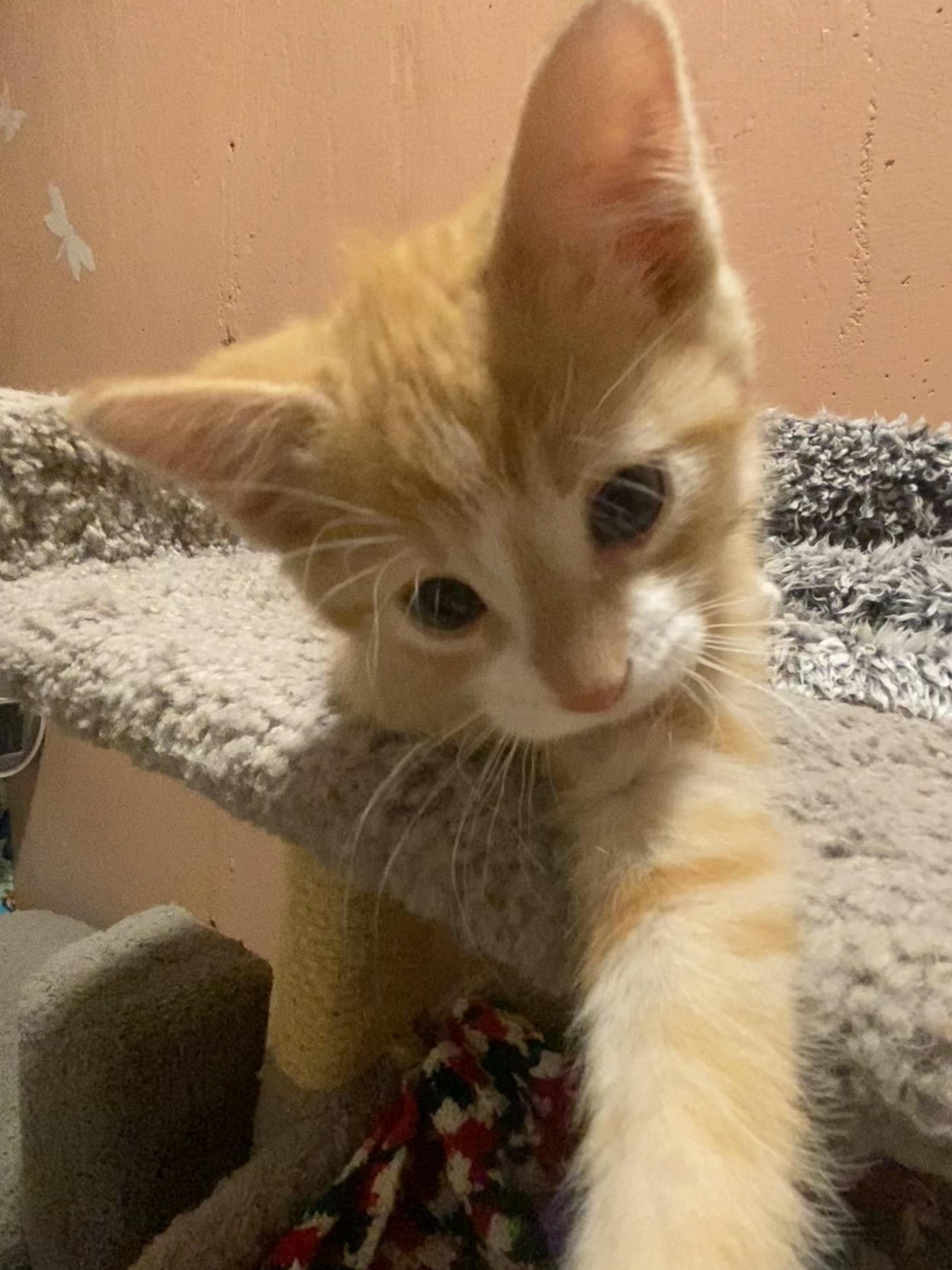 Enlarge Butternut, a ADOPTABLE mixed breed in Kenosha , WI image 6/6