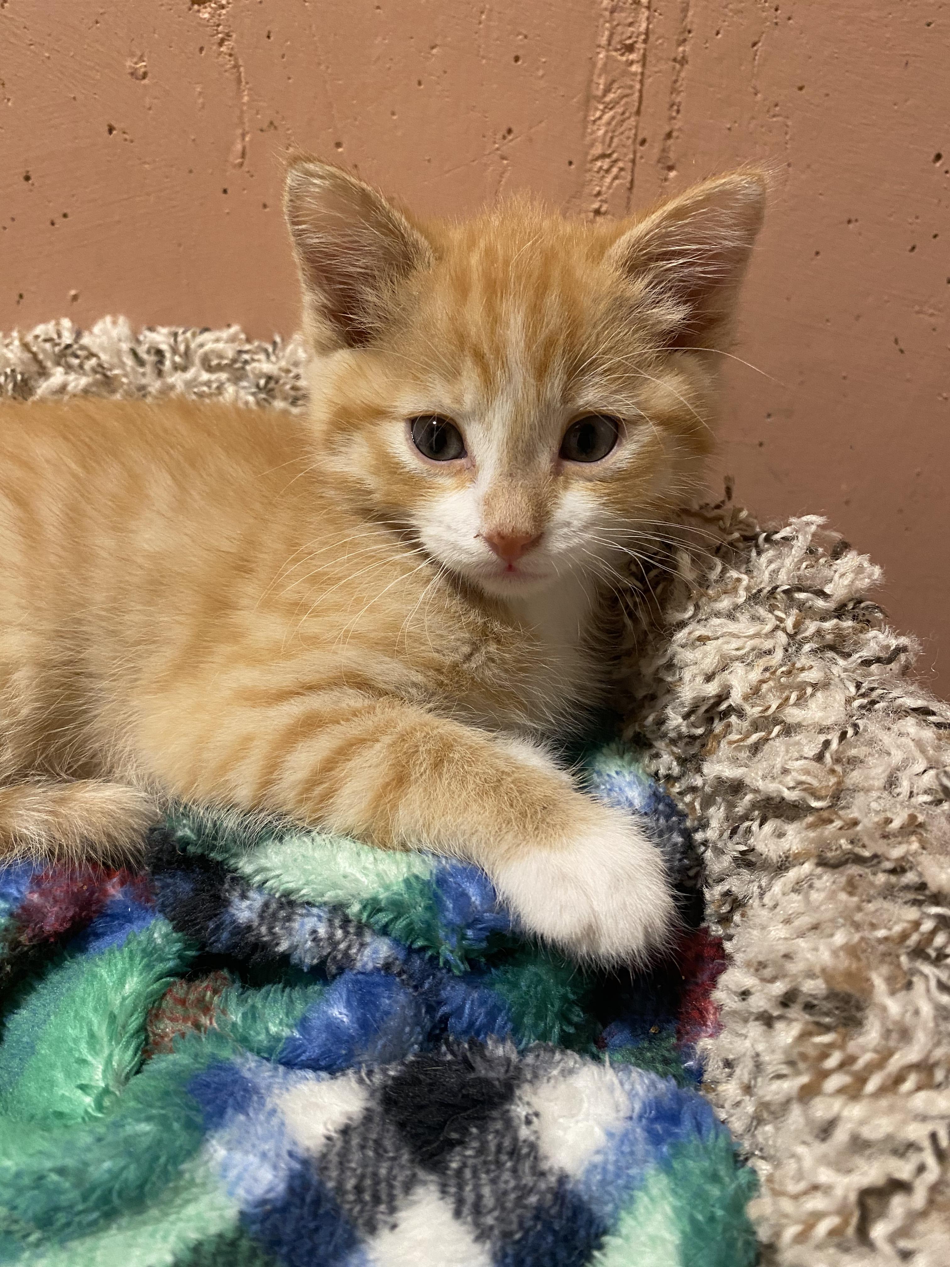 Enlarge Butternut, a ADOPTABLE mixed breed in Kenosha , WI image 3/6