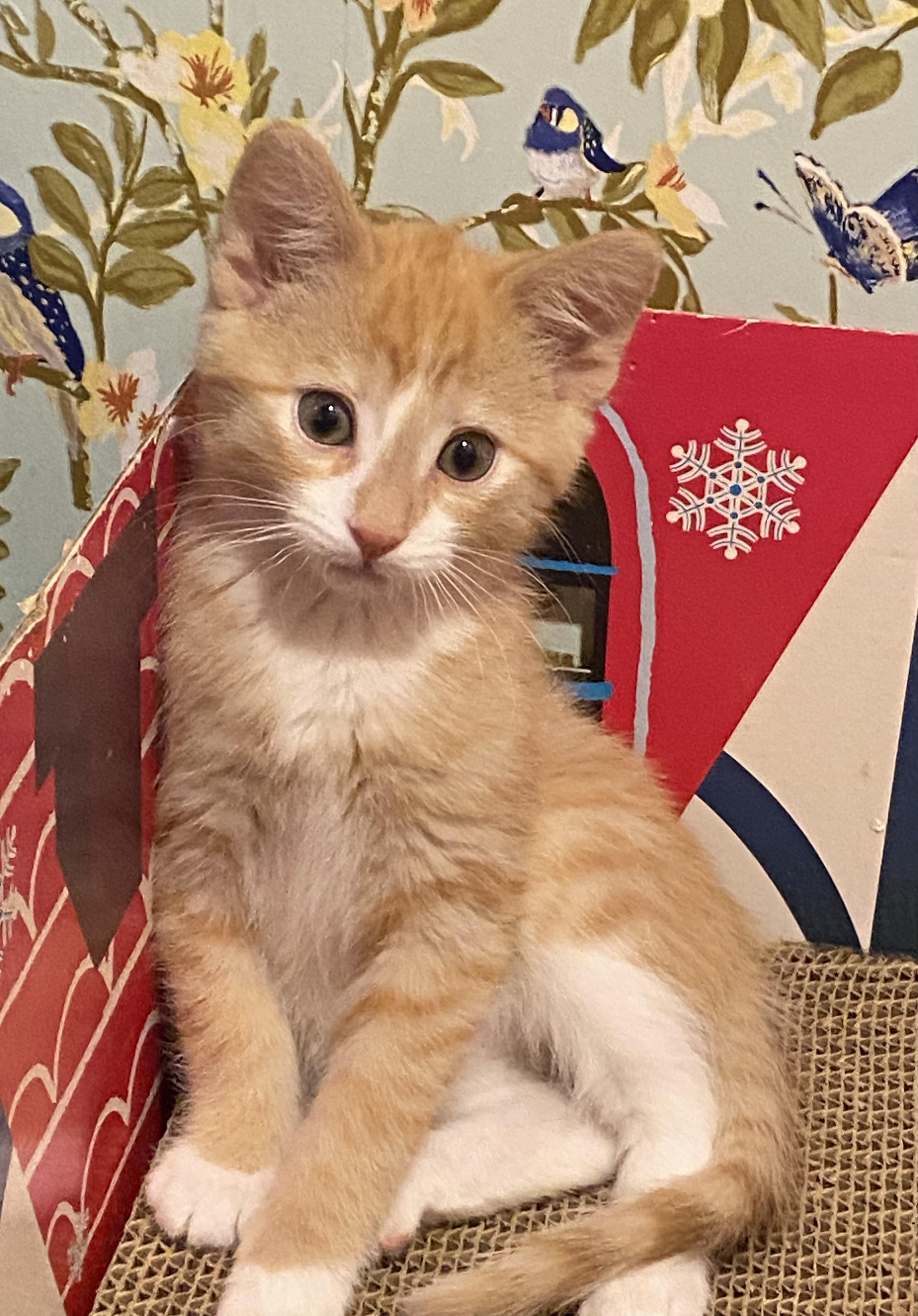 Enlarge Butternut, a ADOPTABLE mixed breed in Kenosha , WI image 5/6