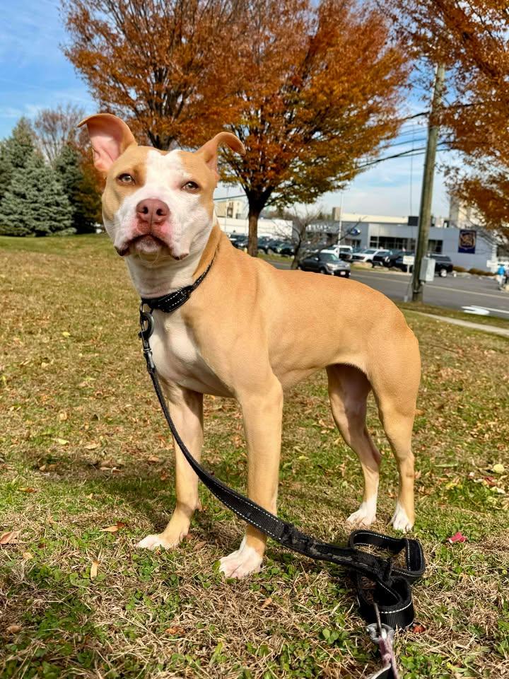 Enlarge Roxy, a Adoptable American Staffordshire Terrier in Stamford, CT image 1/3