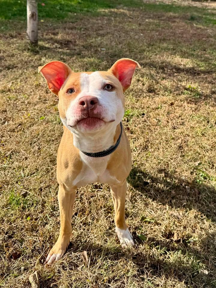 Enlarge Roxy, a Adoptable American Staffordshire Terrier in Stamford, CT image 3/3