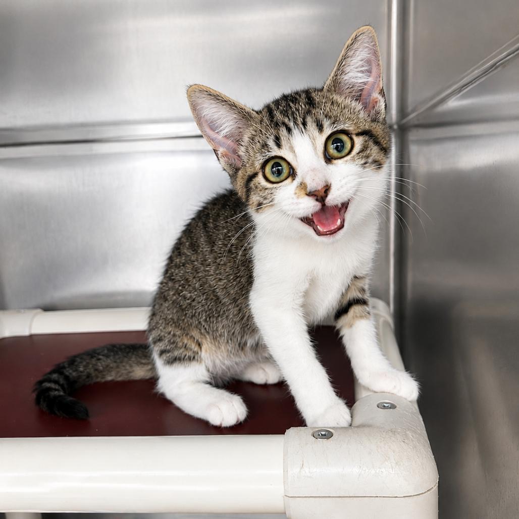 Para 26-0429, Adoptable, Kitten Female Domestic Short Hair.