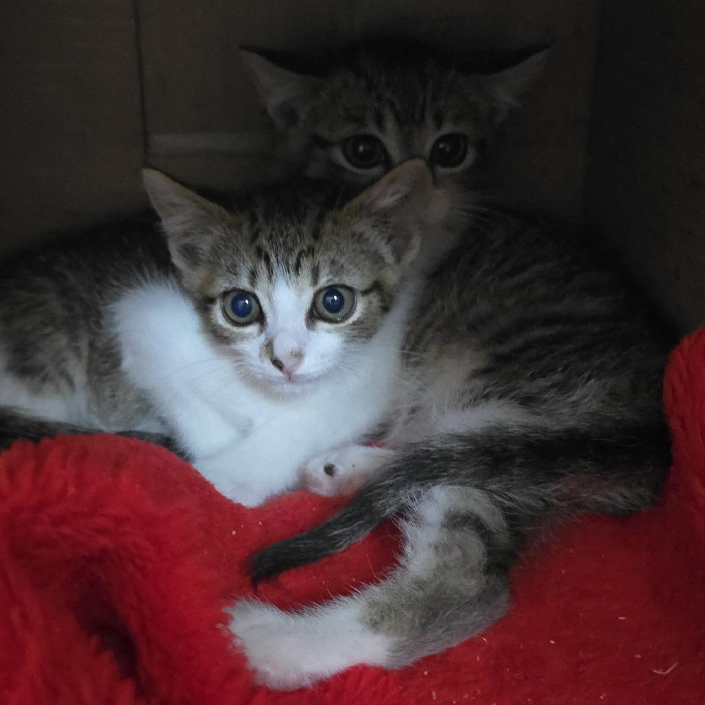 Para 26-0429, Adoptable, Kitten Male Domestic Short Hair.
