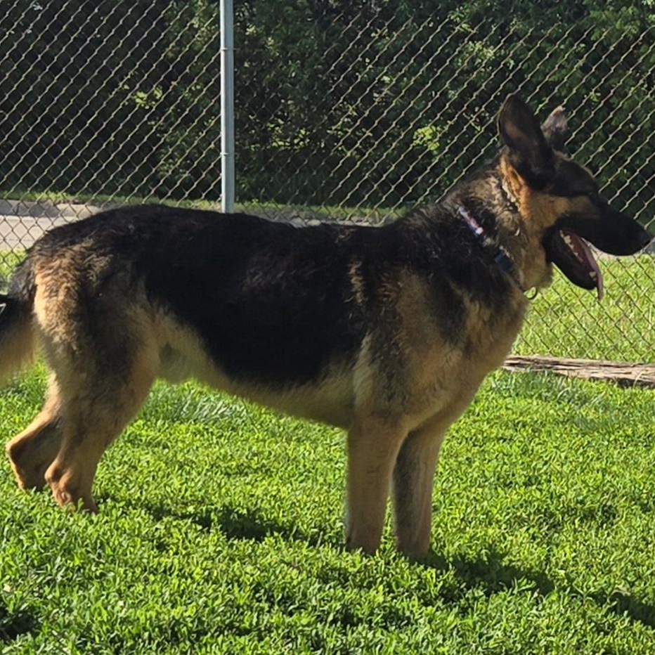 Native, a ADOPTABLE German Shepherd Dog in Keokuk, IA image 2/5