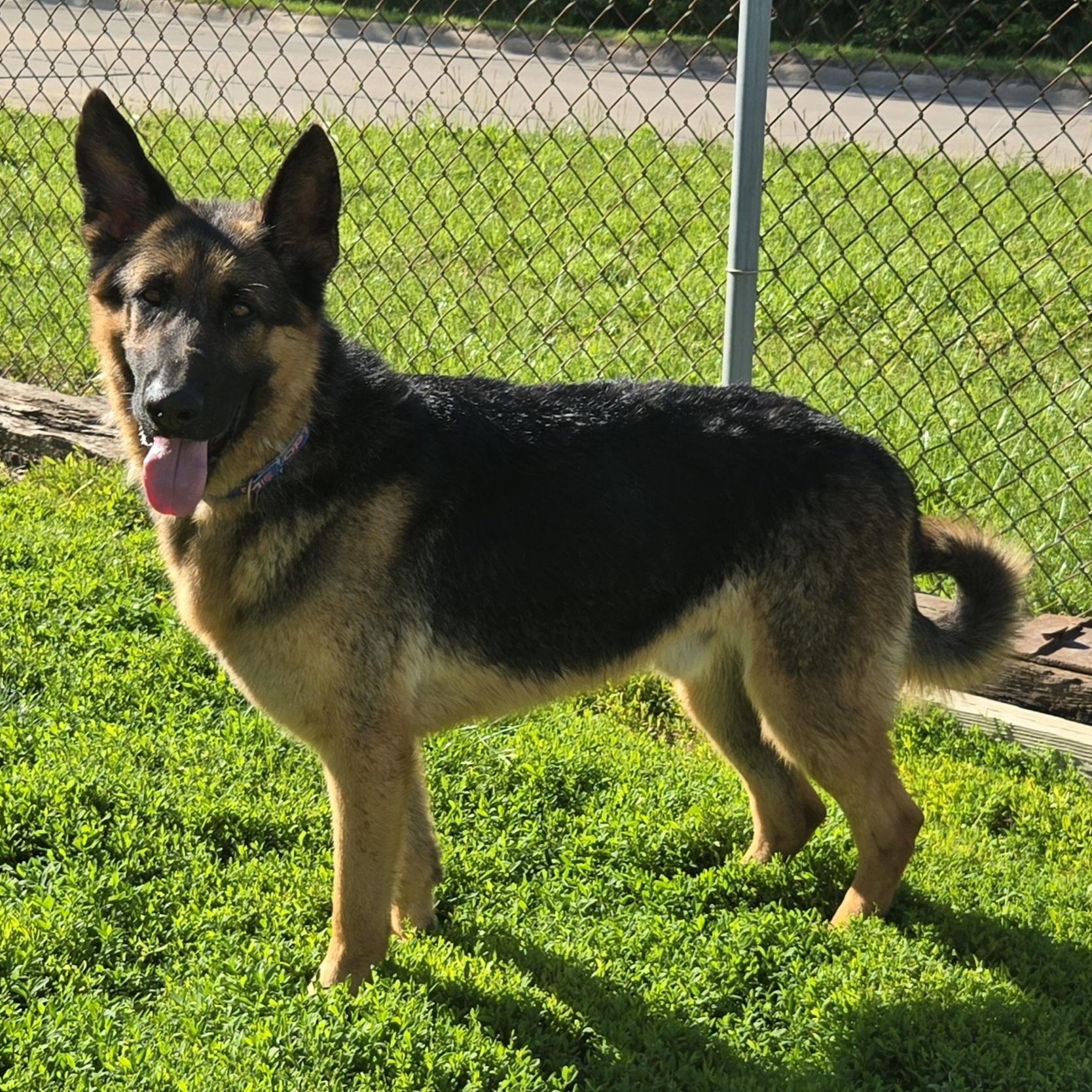 Native, a ADOPTABLE German Shepherd Dog in Keokuk, IA image 4/5