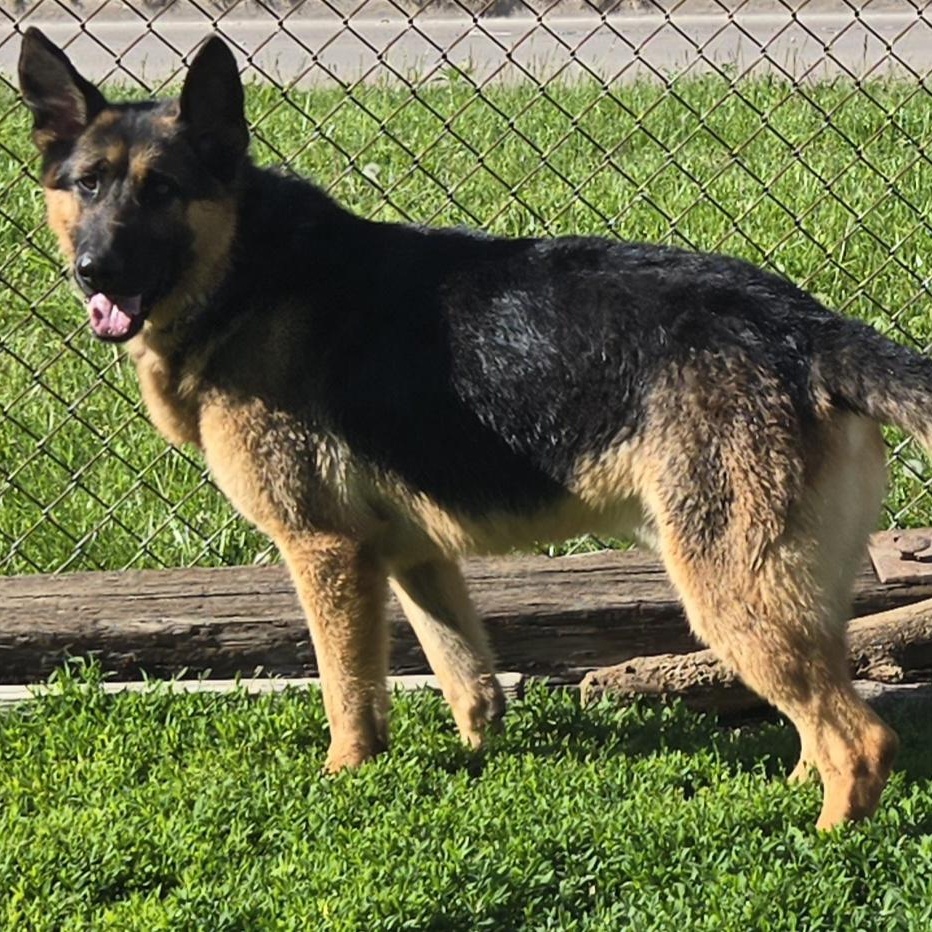 Native, ADOPTABLE, Adult Male German Shepherd Dog.