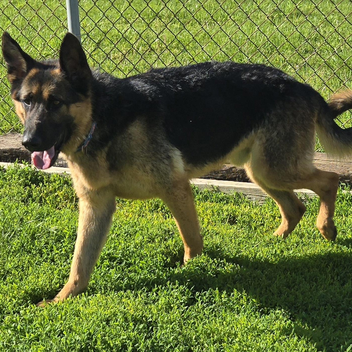 Native, a ADOPTABLE German Shepherd Dog in Keokuk, IA image 5/5