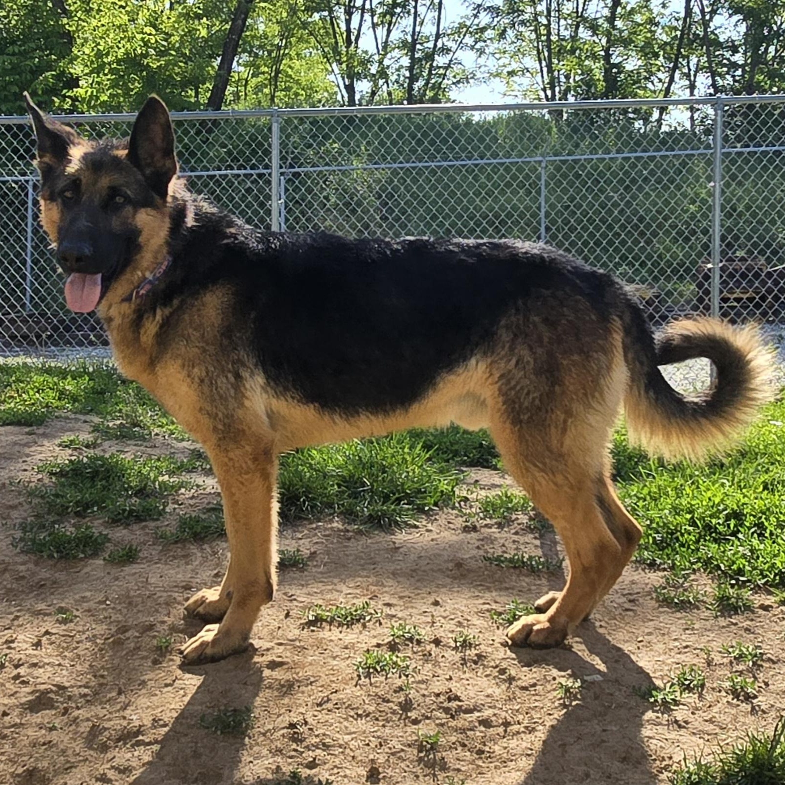 Native, a ADOPTABLE German Shepherd Dog in Keokuk, IA image 3/5