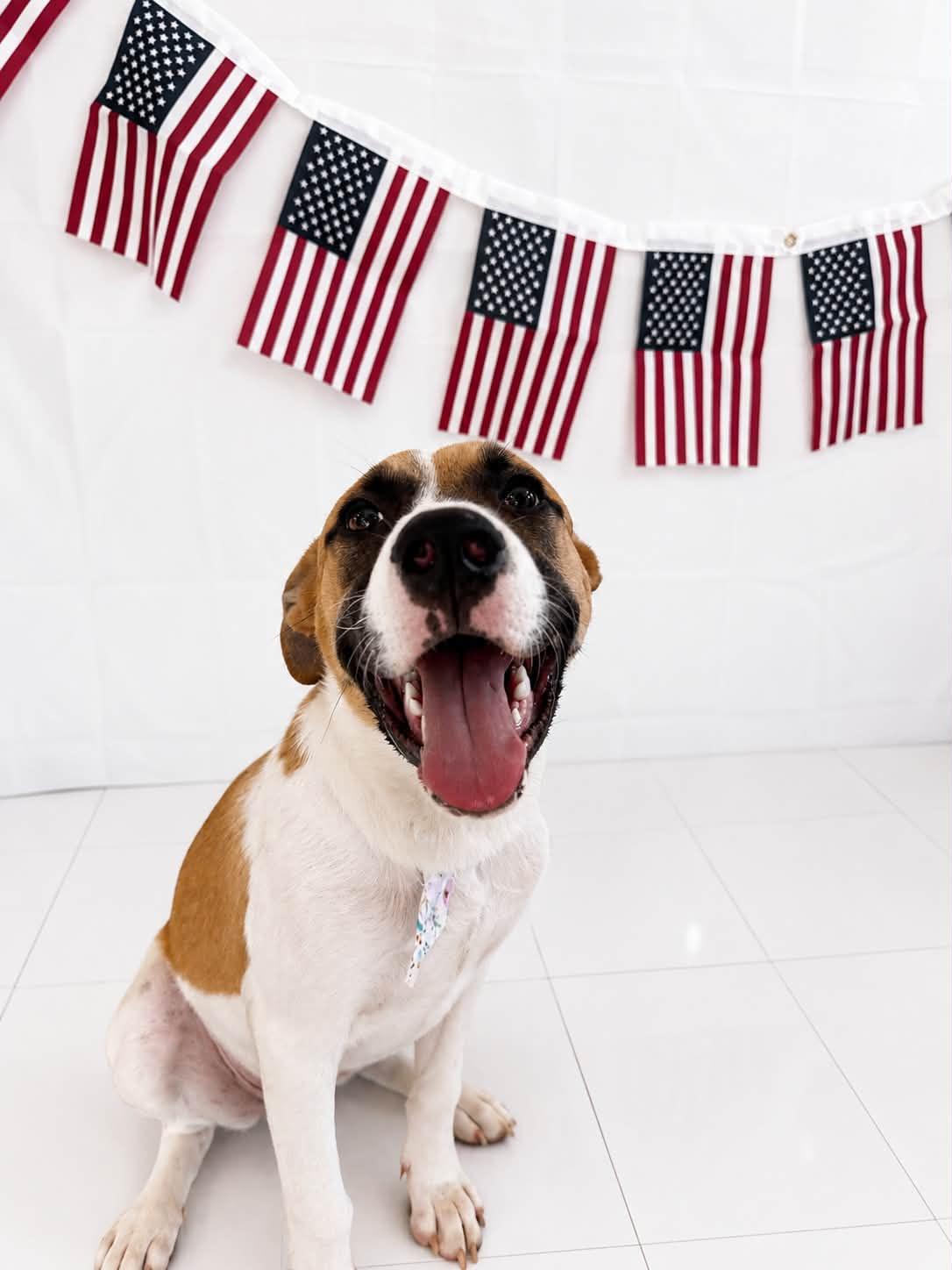 Journey, an adopted Mixed Breed in Chickasha, OK image 1/3