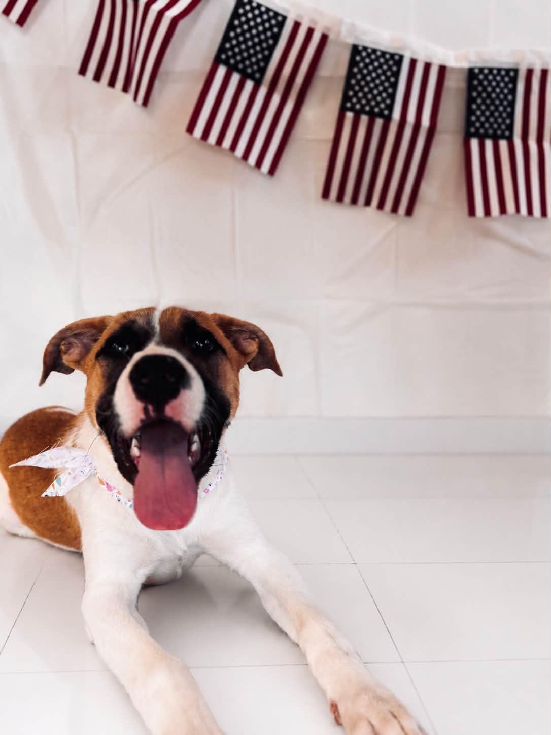 Journey, an adopted Mixed Breed in Chickasha, OK image 2/3