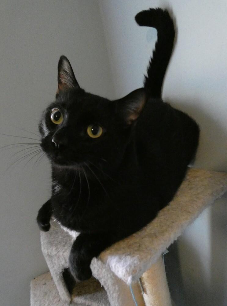 Princeton (fka Kole), Adoptable, Adult Male Domestic Short Hair.