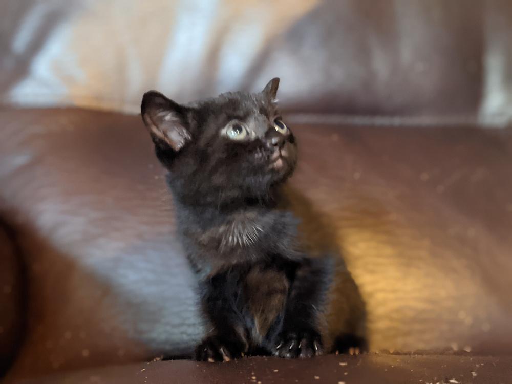 Enlarge Princeton (fka Kole), a Adoptable Domestic Short Hair in Statesville, NC image 2/4