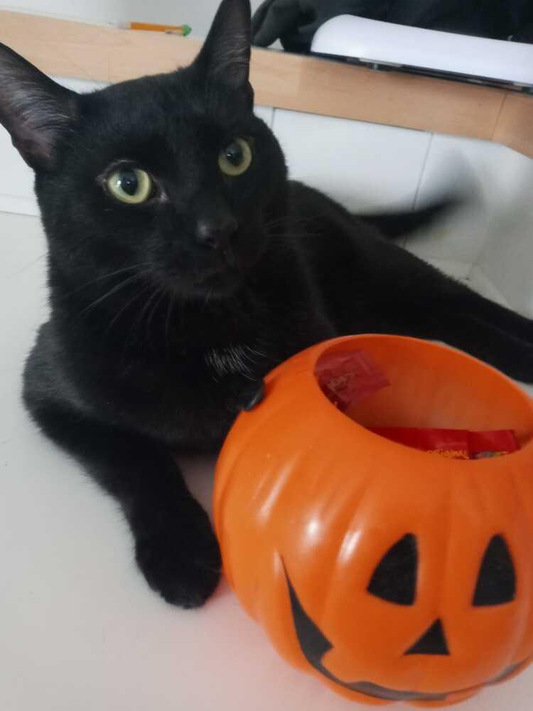 Enlarge Princeton (fka Kole), a Adoptable Domestic Short Hair in Statesville, NC image 4/4