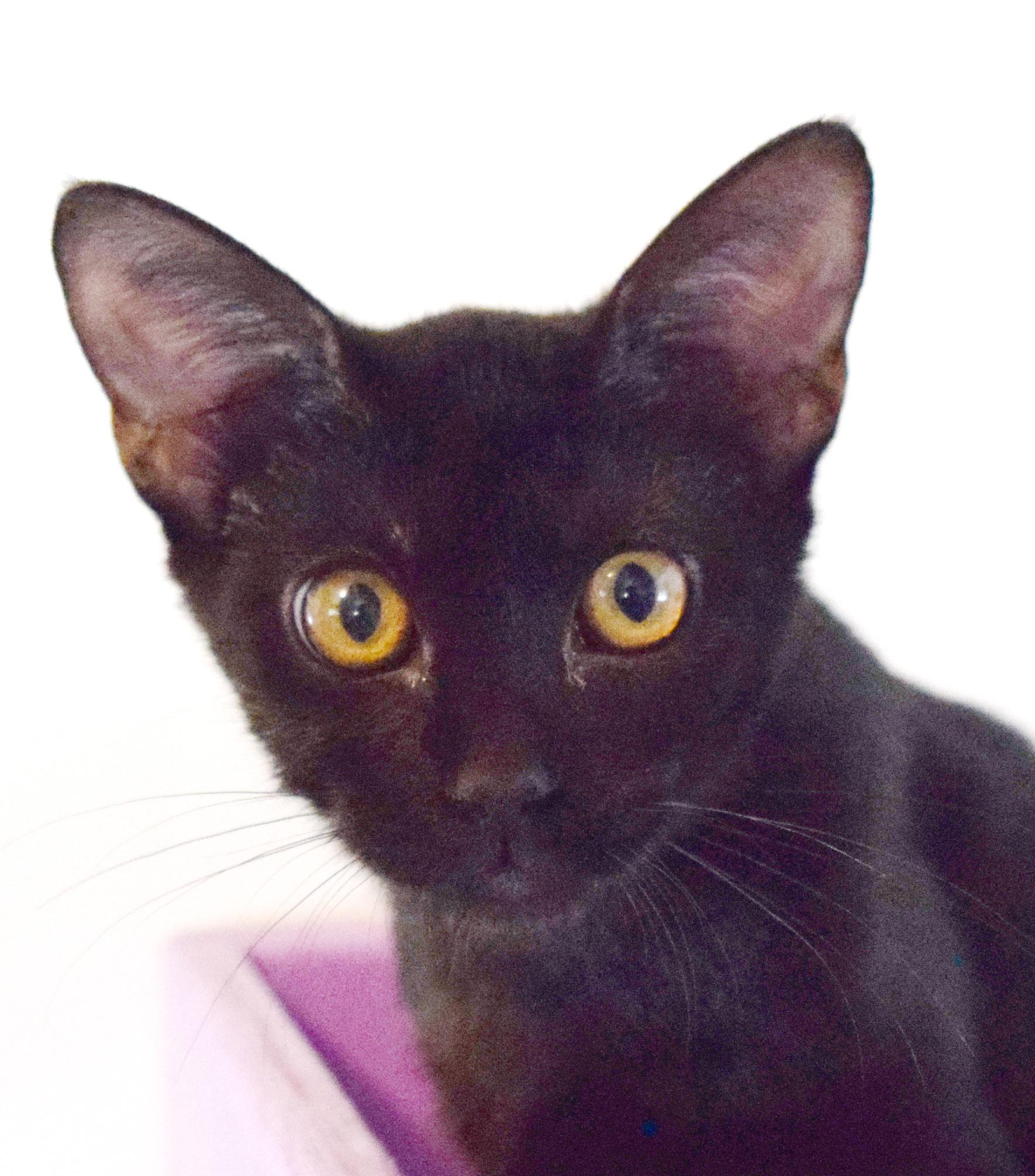 Enlarge Rico, a ADOPTABLE mixed breed in Bulverde, TX image 3/6
