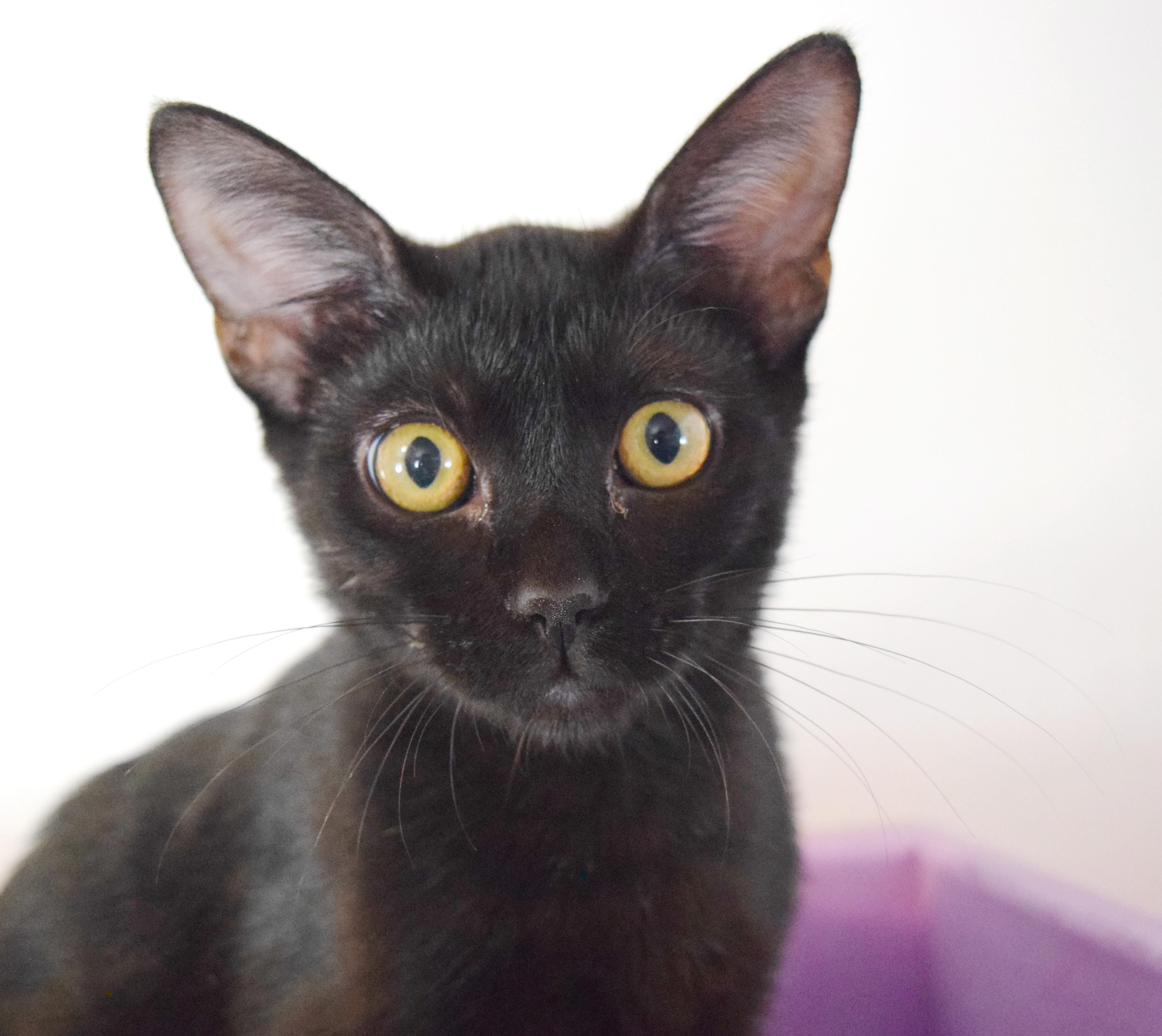 Rico, ADOPTABLE, Kitten Male Domestic Short Hair.