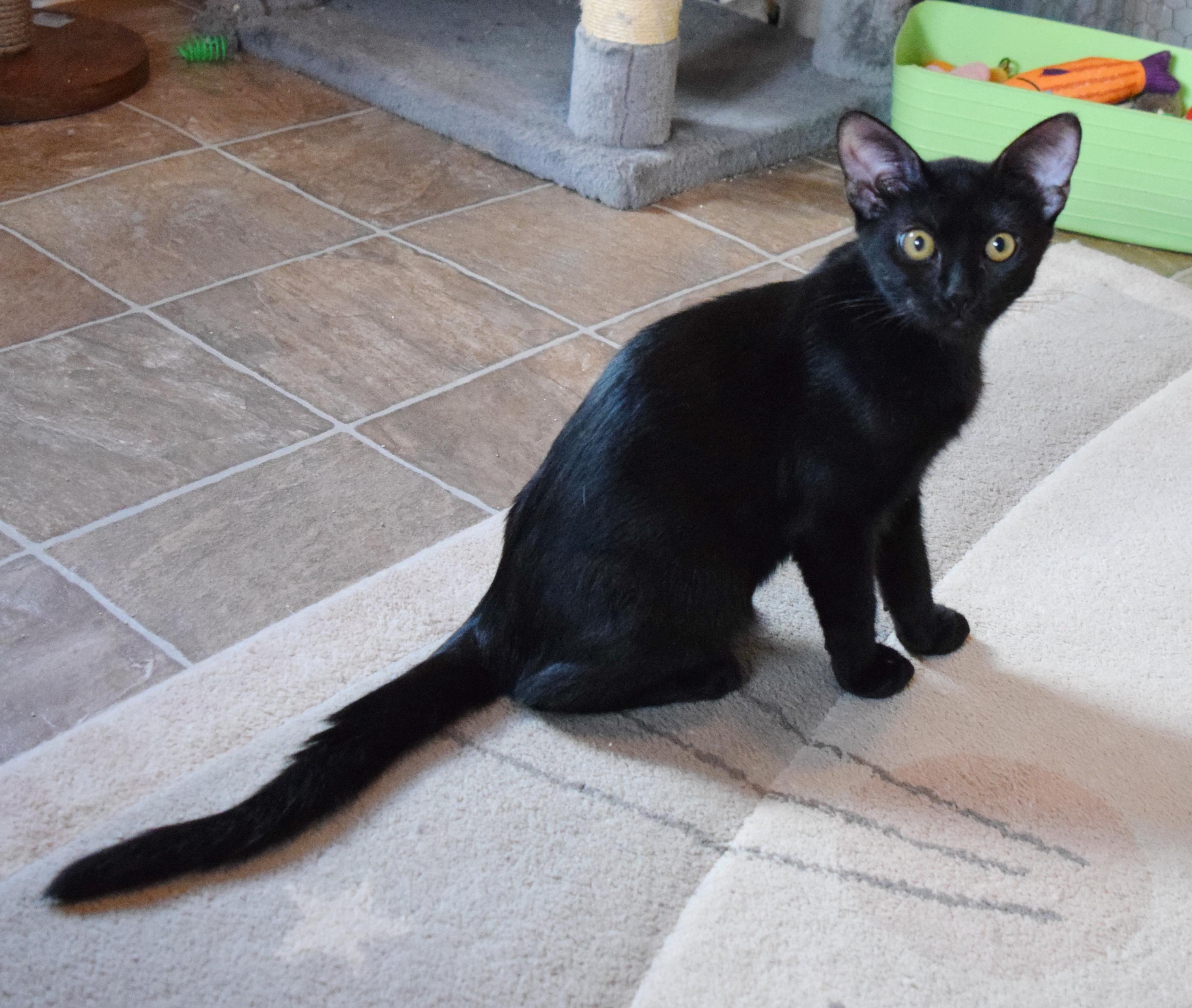 Enlarge Rico, a ADOPTABLE mixed breed in Bulverde, TX image 2/6