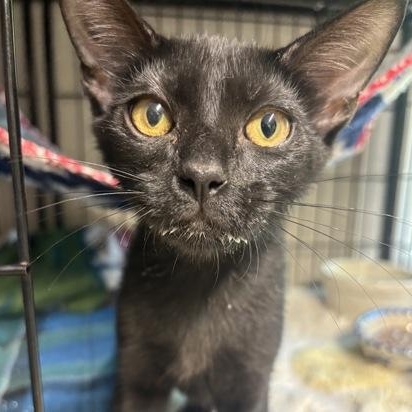 Enlarge Rico, a ADOPTABLE mixed breed in Bulverde, TX image 6/6