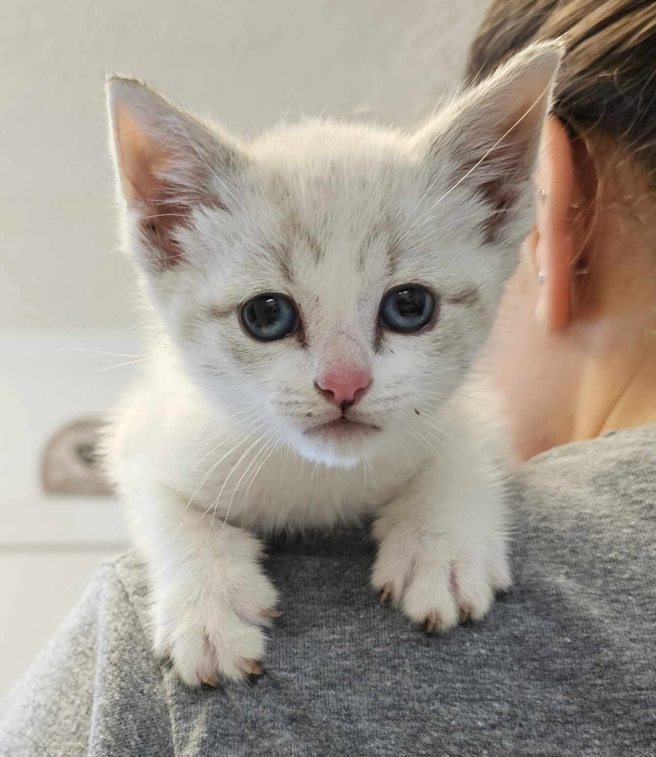 Pluto, Adopted, Kitten Male Domestic Short Hair.