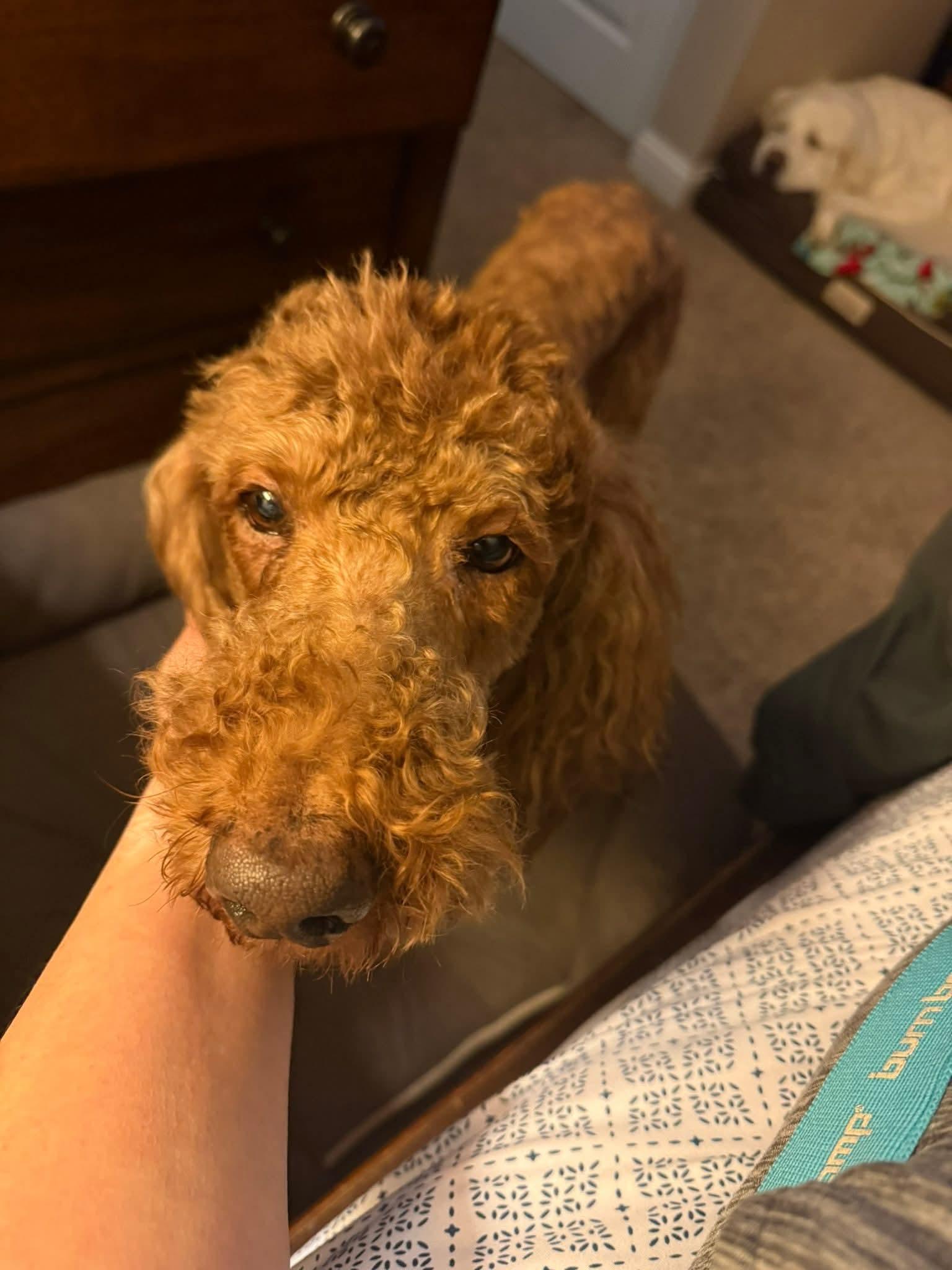 Enlarge ANIMAL   $275, a ADOPTABLE mixed breed in Milwaukee, WI image 4/5