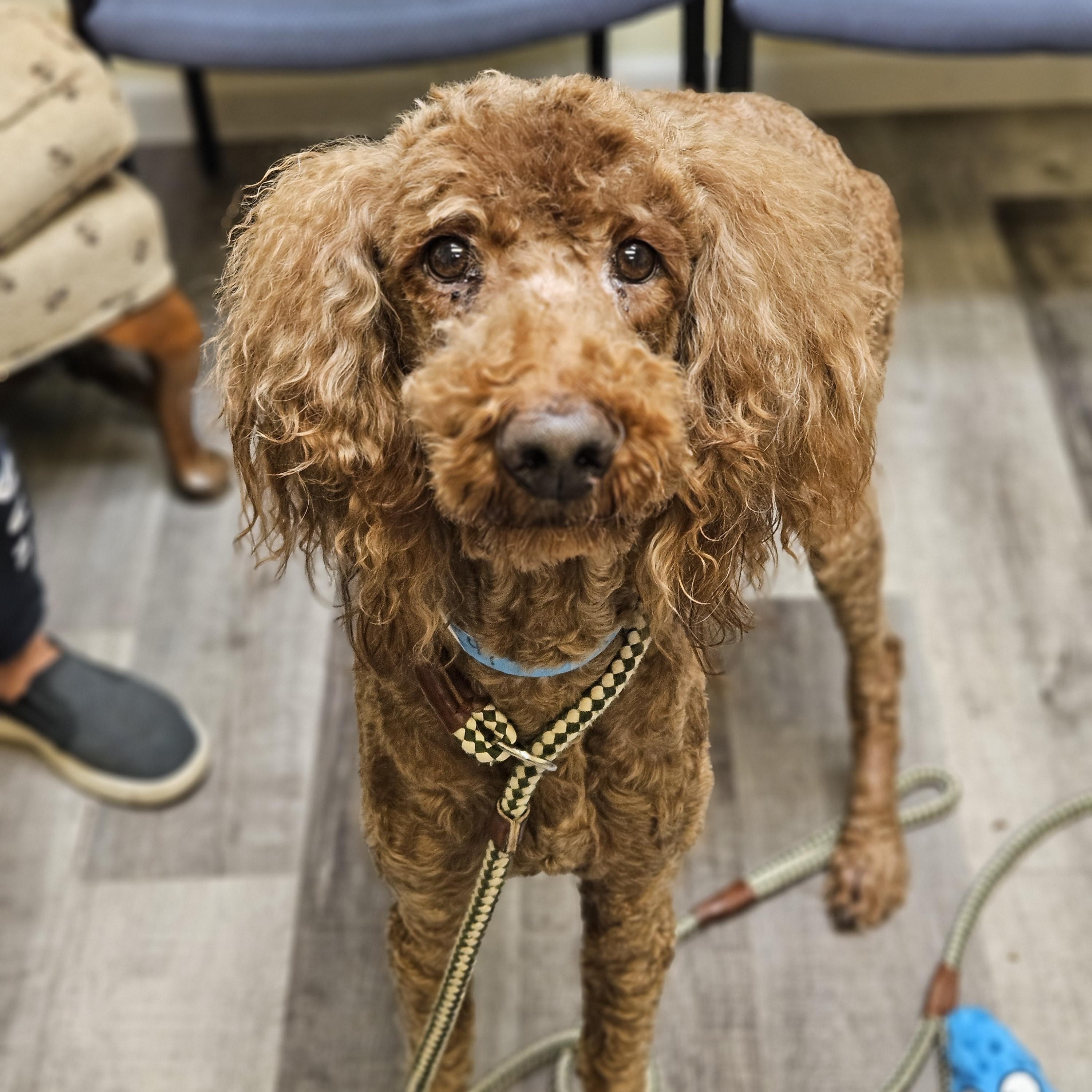 Enlarge ANIMAL   $275, a ADOPTABLE mixed breed in Milwaukee, WI image 2/5